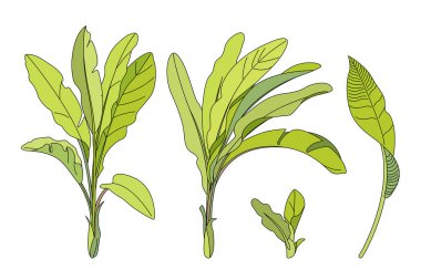 vektör el çizilmiş bitki clipart