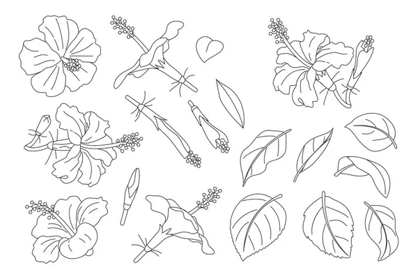 Vektorová část kreslené rostliny — Stockový vektor