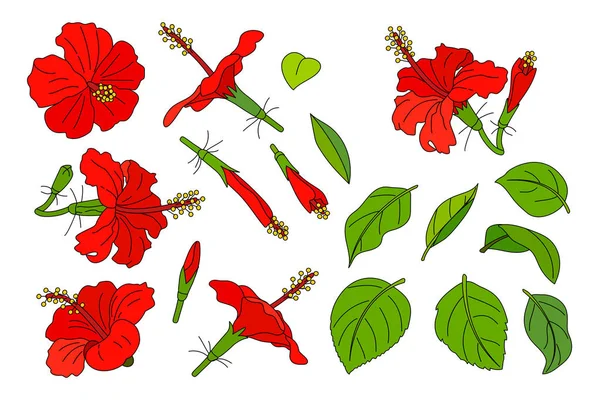 Clipartów ręcznie rysowane wektor roślina — Wektor stockowy