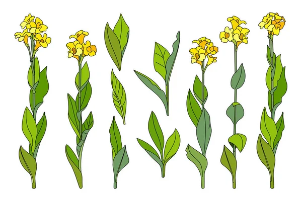 Vetor clipart planta desenhada à mão — Vetor de Stock