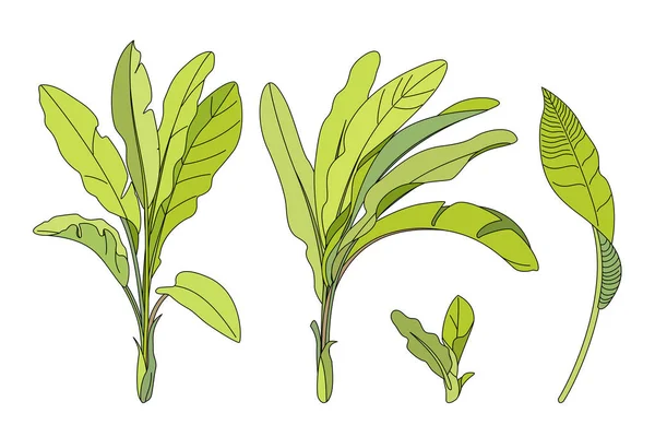 vektör el çizilmiş bitki clipart