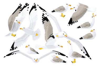 vector seagull sea gull set clipart