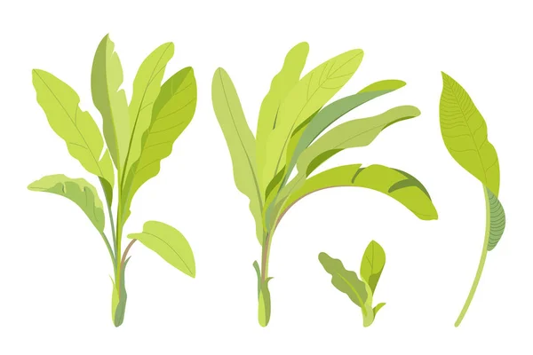 Clipart de plante dessiné à la main vecteur — Image vectorielle