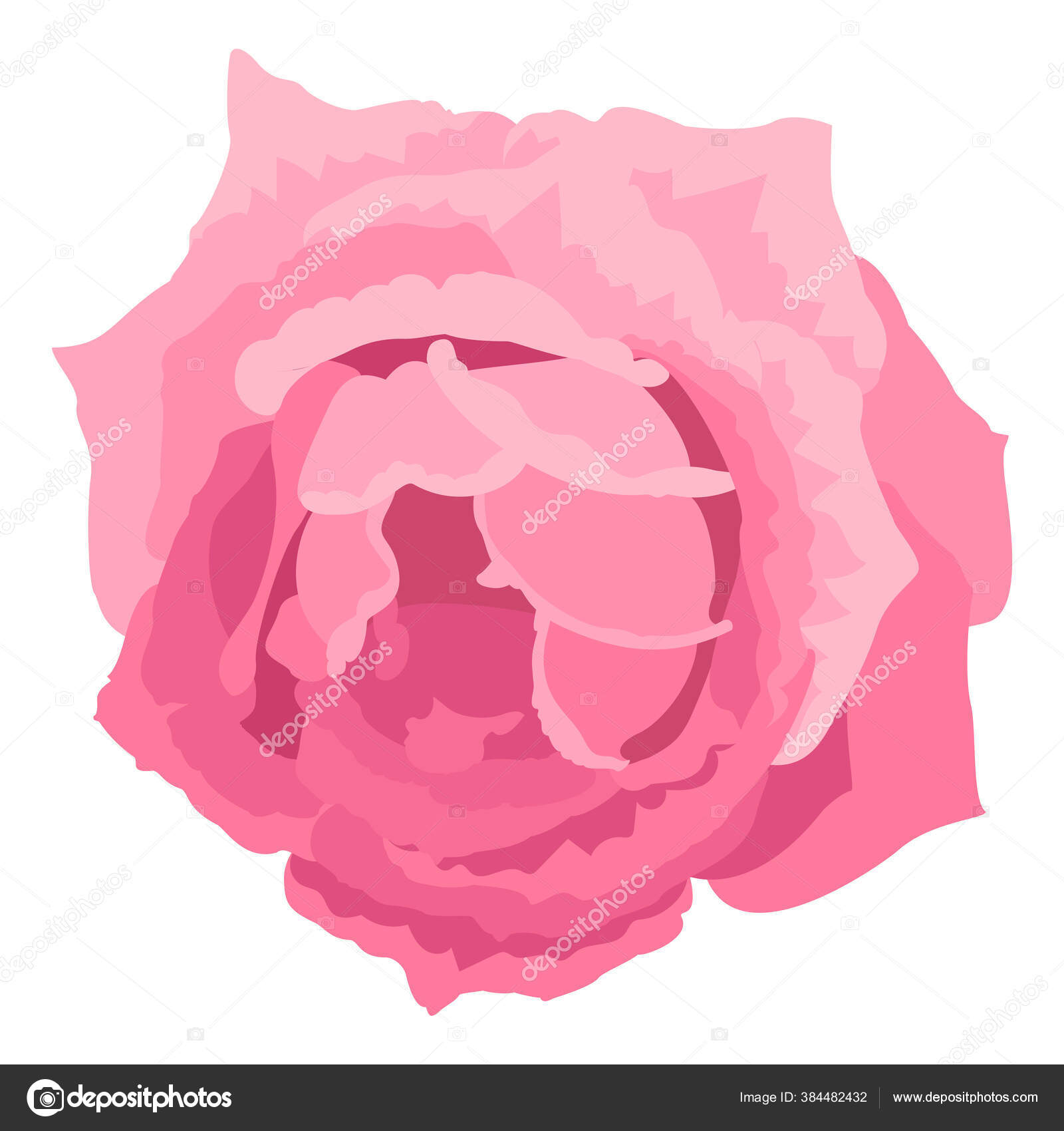 Vector Rose Flower Clip Art White Isolated Background Stock Vector by
