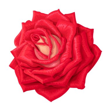 Beyaz izole arkaplandaki vektör gül kırpma sanatı