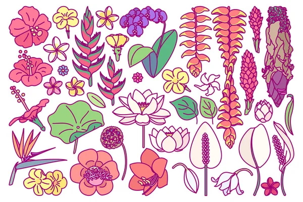 Vecteur Grande Fleur Exotique Ensemble Dessin Mignon Art Végétal — Image vectorielle