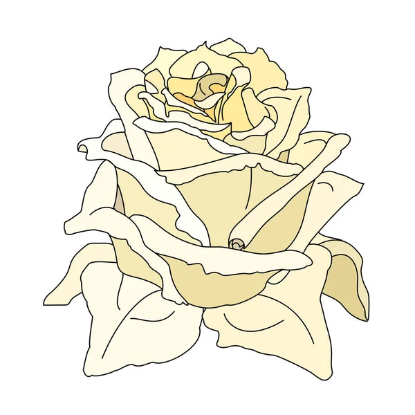 Vettore Rosa Fiore Clip Art Sfondo Bianco Isolato — Vettoriale Stock