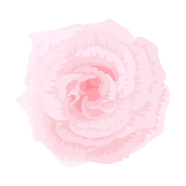 Vetor Rosa Flor Clip Arte Fundo Isolado Branco — Vetor de Stock