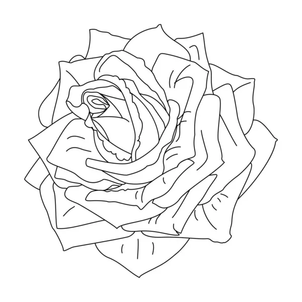 Векторный Роза Клип Искусства Раскраски Страницы — стоковый вектор