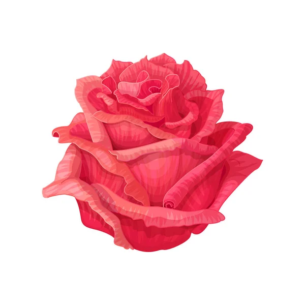 Vetor Rosa Flor Clip Arte Fundo Isolado Branco —  Vetores de Stock
