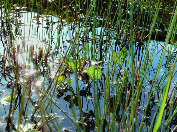 On lake plants, rays and sky are mirrored — Stock Photo, Image