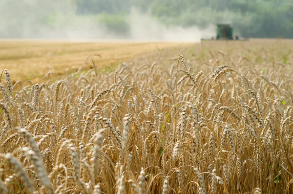 Tarlalardan Buğday Topluyor Arka Planda Bir Hasat Makinası Işbaşında — Stok fotoğraf