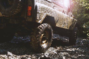 Orman dağ yolu hareketli Suv