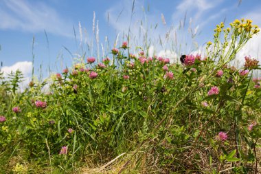 Küçük bahçe bumblebee, Bombus hortorum, nektar pembe yonca çiçek yaz alanında üzerinden toplama