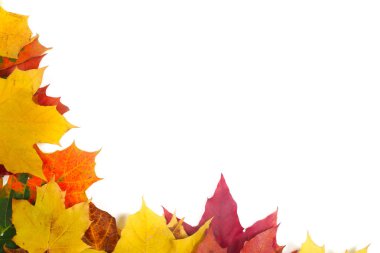 yapraklar Sonbaharda akçaağaç izole üzerinde beyaz arka plan