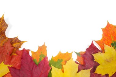 yapraklar Sonbaharda akçaağaç izole üzerinde beyaz arka plan