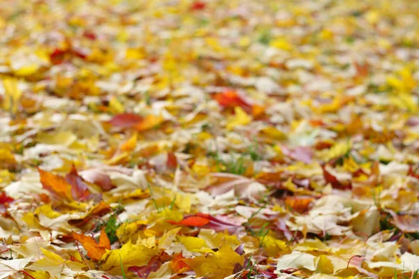 Bordo Seco Folhas Outono Coloridas Chão — Fotografia de Stock