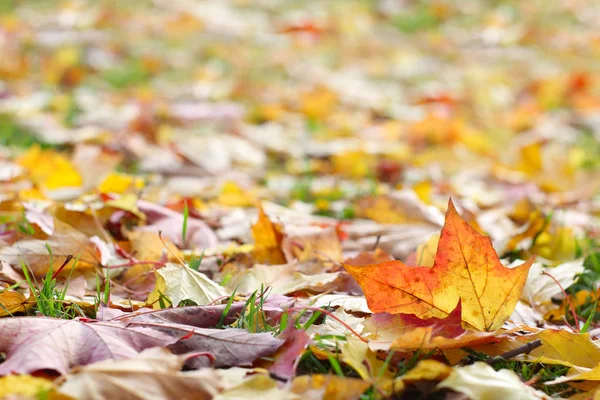 Bordo Seco Folhas Outono Coloridas Chão — Fotografia de Stock