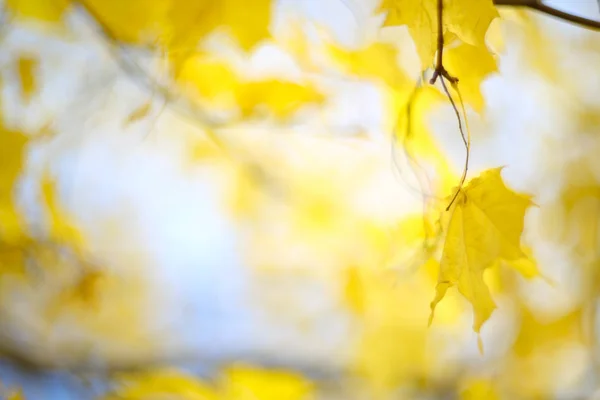 Fundo Outono Amarelo Com Árvore Bordo Com Folhas Brilhantes Coloridas — Fotografia de Stock