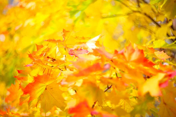 秋背景が黄色でカラフルな明るいメープル ツリーの葉します — ストック写真