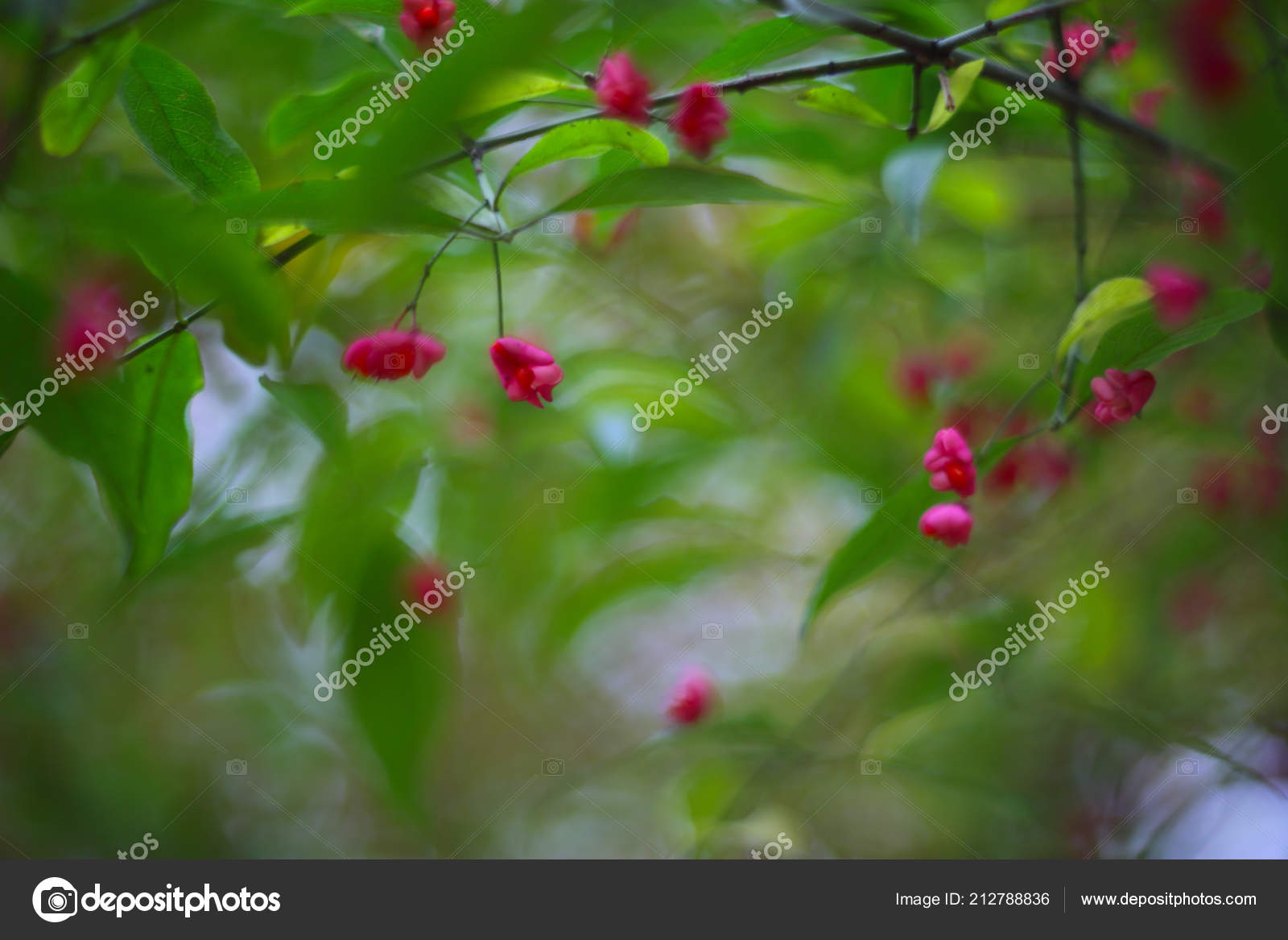 Glorieux Antigonon Leptopus Plante Grimpante Mexicaine Coral