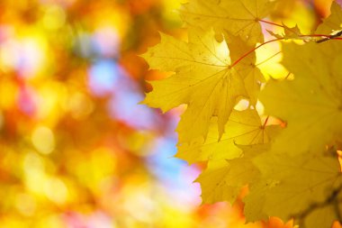 Sarı sonbahar akçaağaç yapraklarının güzel doğa arkaplanı kopya alanı ile yakınlaşır