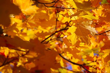 Sarı sonbahar akçaağaç yapraklarının güzel doğa arkaplanı kopya alanı ile yakınlaşır