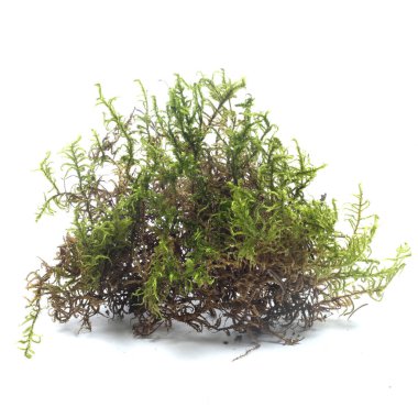 Yeşil yosun beyaz arkaplanda izole edildi. Yakın plan.