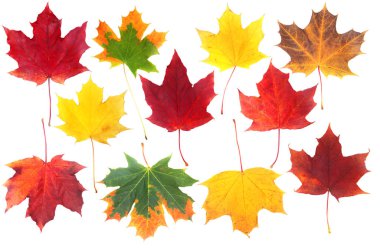 İzole üzerinde beyaz arka plan yaprak akçaağaç kümesi