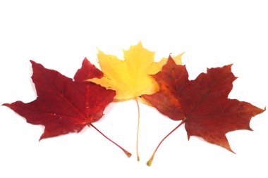 hermoso colorido otoñal Arce deja aisladas sobre fondo blanco