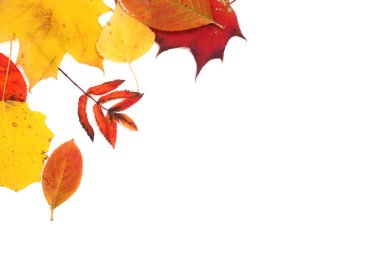 Güzel renkli sonbahar yaprakları beyaz arka planda izole edilmiş