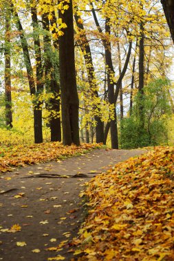 Sonbahar orman sahne ağaçlar ve düşmüş altın yaprakları ve bir patika