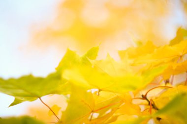 Sarı sonbahar akçaağaç yapraklarının güzel odaklanmış arka planı