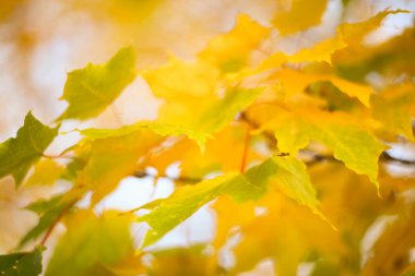 Sarı sonbahar akçaağaç yapraklarının güzel odaklanmış arka planı