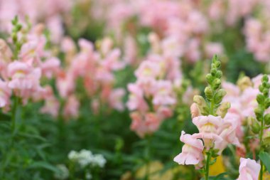 Pembe snapdragon çiçek yeşil bahçe arka planda