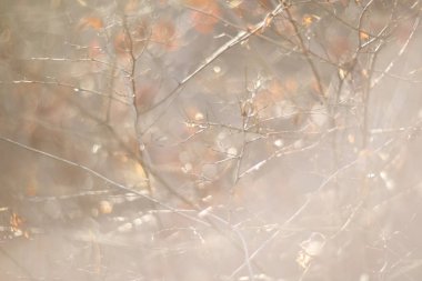 Sonbahar orman arka plan koyu dallar ve kuru yaprakları