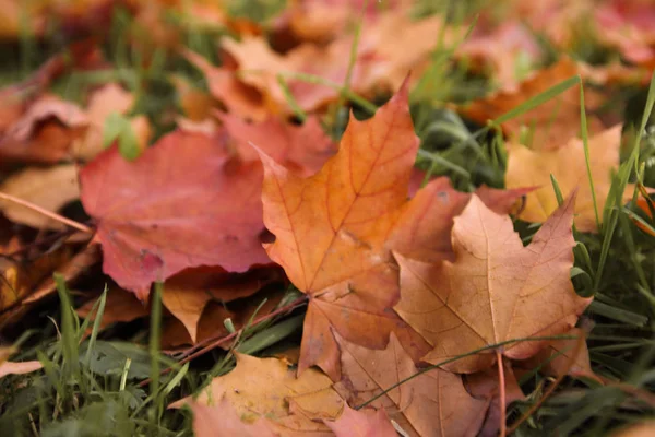 Suche Klon Kolorowy Żółty Czerwony Autumn Listowie Ziemi — Zdjęcie stockowe