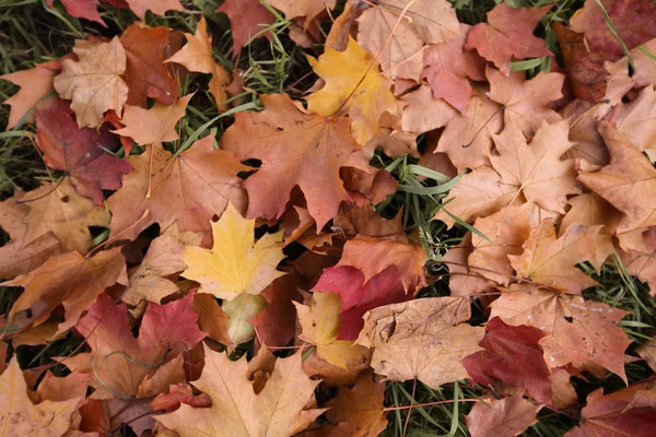Suche Klon Kolorowy Żółty Czerwony Autumn Listowie Ziemi — Zdjęcie stockowe