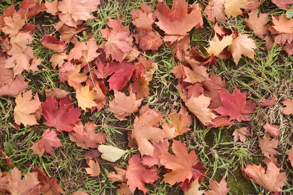 Maple Seco Colorido Amarelo Vermelho Folhas Outono Chão — Fotografia de Stock