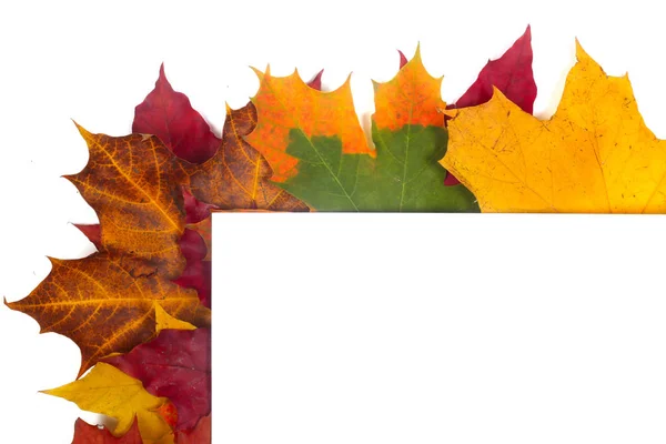 Hösten Löv Ram Med Vitt Papper Isolerad Vit Bakgrund — Stockfoto