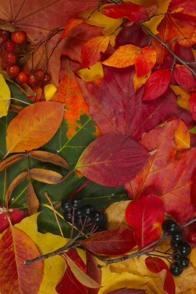 Vacker Färgglad Höst Löv Bakgrund Närbild — Stockfoto