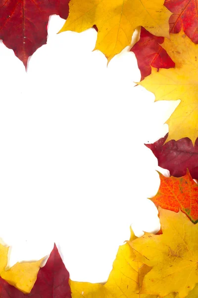 Krásné Barevné Podzimní Listí Izolované Bílém Pozadí — Stock fotografie