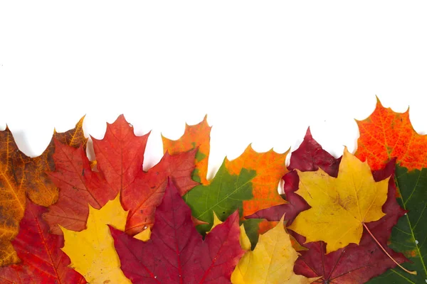 Hermosas Hojas Coloridas Otoño Aisladas Sobre Fondo Blanco —  Fotos de Stock