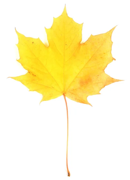 Żółty Klon Kolorowy Jesień Liść Białym Tle — Zdjęcie stockowe