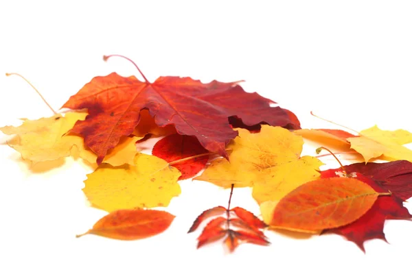 美丽的五彩缤纷的秋天树叶在白色的背景上与世隔绝 — 图库照片