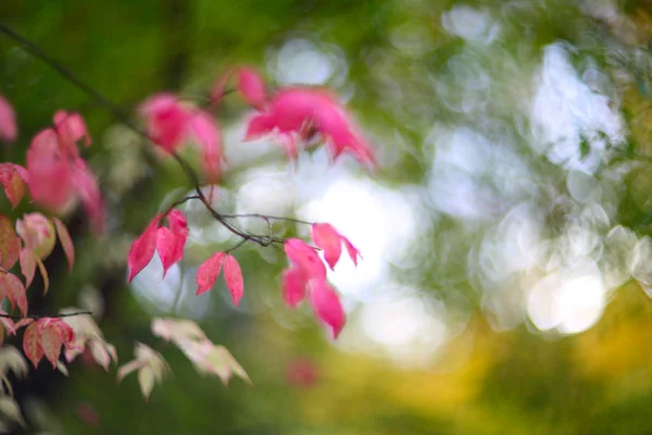 Autumn Pink Bush Forest Colorful Background Stunning Euonymus Alatus Winged — Stock Photo, Image