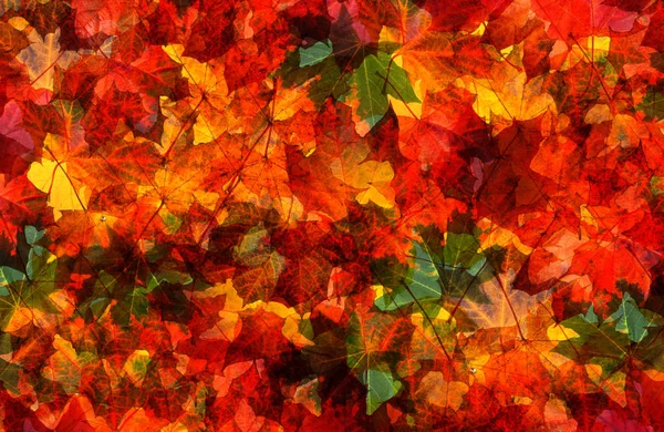 Schöne Bunte Herbstblätter Nahtloser Hintergrund — Stockfoto