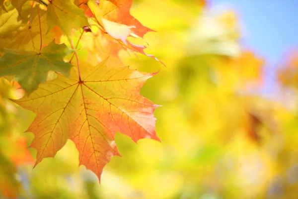 Beautiful Defocused Background Yellow Autumn Maple Tree Leaves — Stock Photo, Image