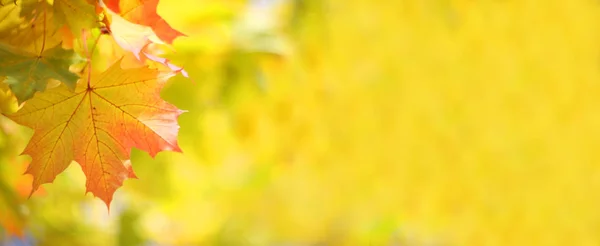 Fundo Desfocado Bonito Folhas Amarelas Árvore Bordo Outono — Fotografia de Stock