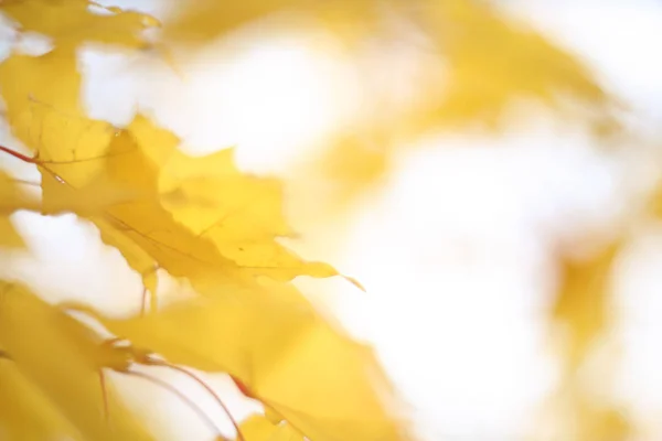 Hermoso Fondo Desenfocado Hojas Arce Amarillo Otoño —  Fotos de Stock